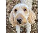 Adopt AMBER-PA a Goldendoodle