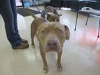 Adopt FELICITY a Pit Bull Terrier, Mixed Breed