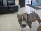 Adopt FRANCO a Pit Bull Terrier, Mixed Breed