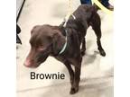 Adopt Brownie a Chocolate Labrador Retriever