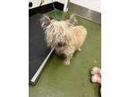 Adopt TATER a Cairn Terrier, Mixed Breed