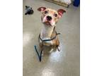 Adopt Rave a Pit Bull Terrier, Mixed Breed