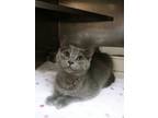 Adopt Chonky a Russian Blue