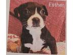 Adopt Esther a Mixed Breed, Boston Terrier
