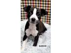 Adopt Eunice a Mixed Breed, Boston Terrier
