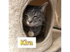 Adopt Kira a Domestic Short Hair