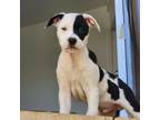 Adopt Chip a Pit Bull Terrier