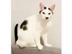 Adopt Cindy Lou is a mushball dalmation kitty! WOW is she sweet!