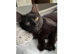 Adopt Spaghetti - WHAT A STORY - sweetest kitten EVER!!! See video below!