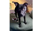 Adopt Wednesday a Staffordshire Bull Terrier, Mixed Breed