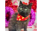 Adopt SCOUT - Handsome, Fluffy, Snuggly, Sweet, Playful, 12-Week-Old