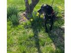 Adopt Annie a Black Labrador Retriever