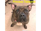 Adopt Princess Tiabeanie of the Pitbull Kingdom a Pit Bull Terrier
