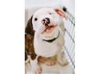 Adopt Kendall a Pit Bull Terrier