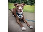 Adopt SASSY - Paws Behind Bars Trained a American Staffordshire Terrier