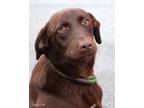 Adopt Grady a Chocolate Labrador Retriever