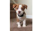 Adopt Nestle a Mixed Breed