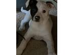 Adopt Sporty Spice a Mixed Breed, Terrier