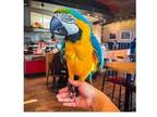 JONG Blue and Gold Macaw Parrots Birds - Opportunity