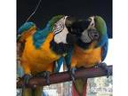 KIS Blue and Gold Macaw Parrots Birds - Opportunity