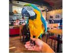 AUS Blue and Gold Macaw Parrots Birds - Opportunity