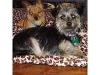 Adopt Sally a Yorkshire Terrier, Terrier