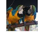 ATE Blue and Gold Macaw Parrots Birds - Opportunity