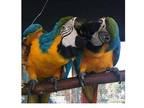 DAS Blue and Gold Macaw Parrots Birds - Opportunity