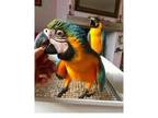 KRA Blue and Gold Macaw Parrots Birds - Opportunity