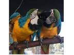 YDU Blue and Gold Macaw Parrots Birds - Opportunity