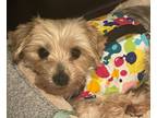Adopt Madilyn a Yorkshire Terrier