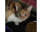 Adopt Anjanette a Calico