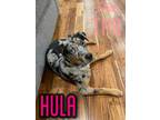 Adopt HULA!!! a Catahoula Leopard Dog