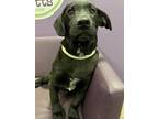 Adopt Tackle in NH a Labrador Retriever, Beagle