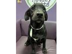 Adopt Boss in NH a Labrador Retriever, Hound