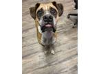 Adopt Mark in NH a Boxer