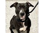 Adopt Kiwi Tag 51829125 a Terrier