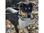Adopt Libby a Pit Bull Terrier, Australian Cattle Dog / Blue Heeler