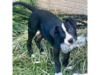 Adopt Elton a American Staffordshire Terrier