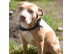 Adopt Tibor a American Staffordshire Terrier