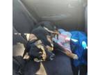 Adopt Payton a Rottweiler, Labrador Retriever