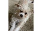 Adopt Alfie a Miniature Poodle, Jack Russell Terrier