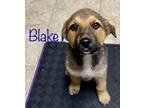 Adopt Blake a German Shepherd Dog, Mixed Breed