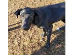 Adopt Juniper a Black Labrador Retriever, Hound