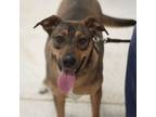 Adopt Sunflower a Mixed Breed