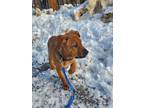 Adopt Chizu a Brown/Chocolate Retriever (Unknown Type) / Boxer / Mixed dog in