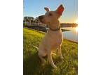 Adopt Bosche a White Mixed Breed (Medium) / Mixed dog in West Allis