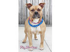 Adopt Fig Newton a Tan/Yellow/Fawn American Staffordshire Terrier / Mixed dog in
