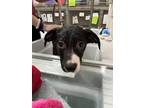 Adopt Sprig a Black Mixed Breed (Medium) / Mixed dog in Richmond, VA (37274412)