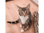 Adopt Bramble a Brown Tabby Domestic Shorthair / Mixed (short coat) cat in Los